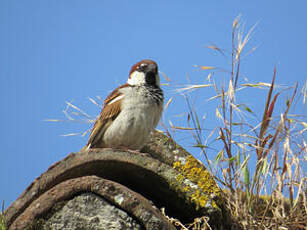 Moineau cisalpin