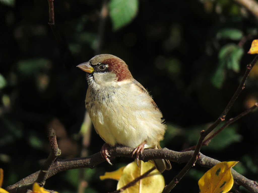 House Sparrow