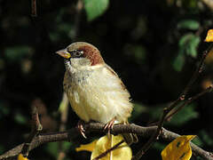 House Sparrow