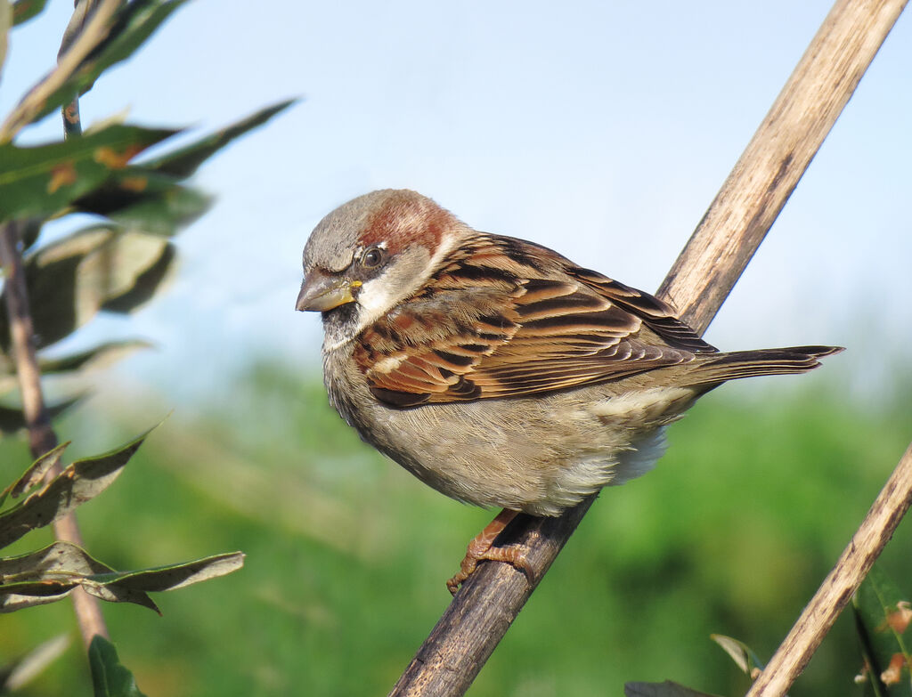 Moineau domestique mâle