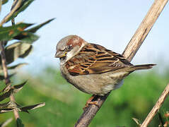 House Sparrow