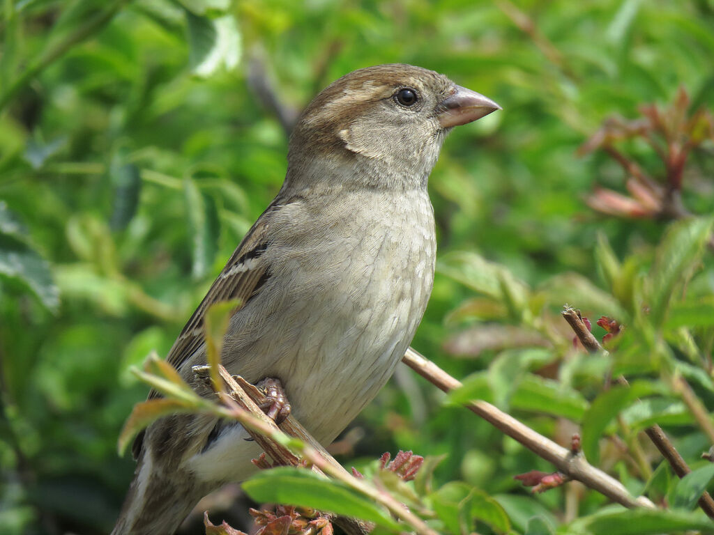 House Sparrow