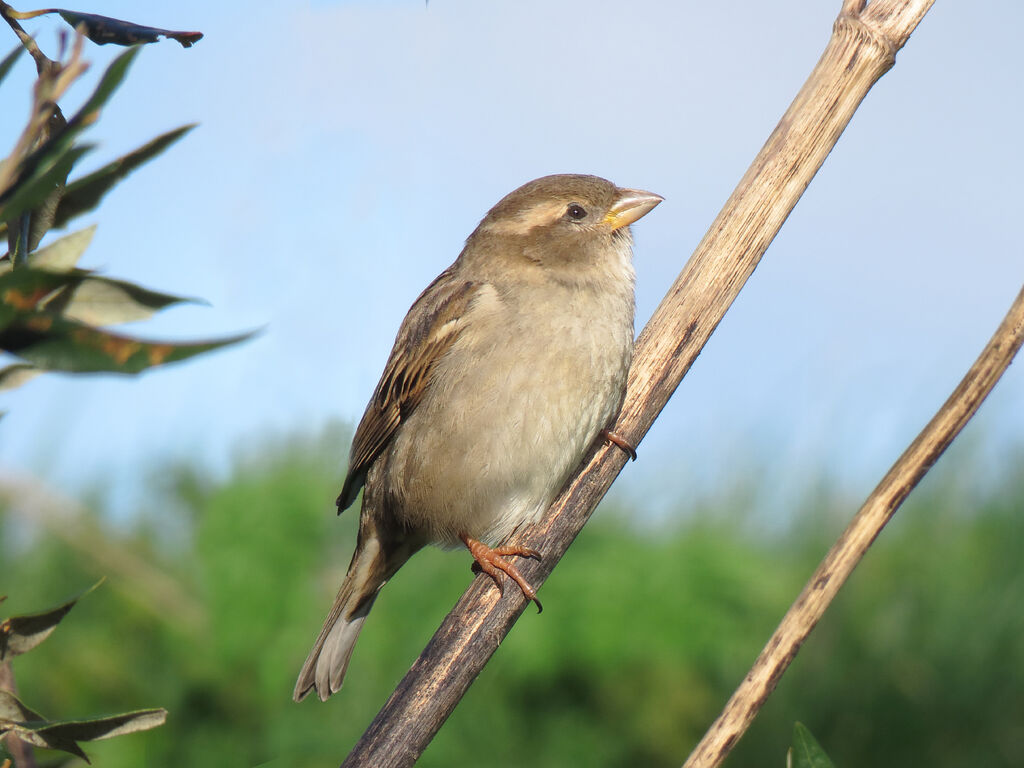 Moineau domestique femelle