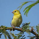 Moineau doré