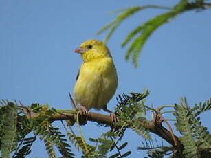 Moineau doré