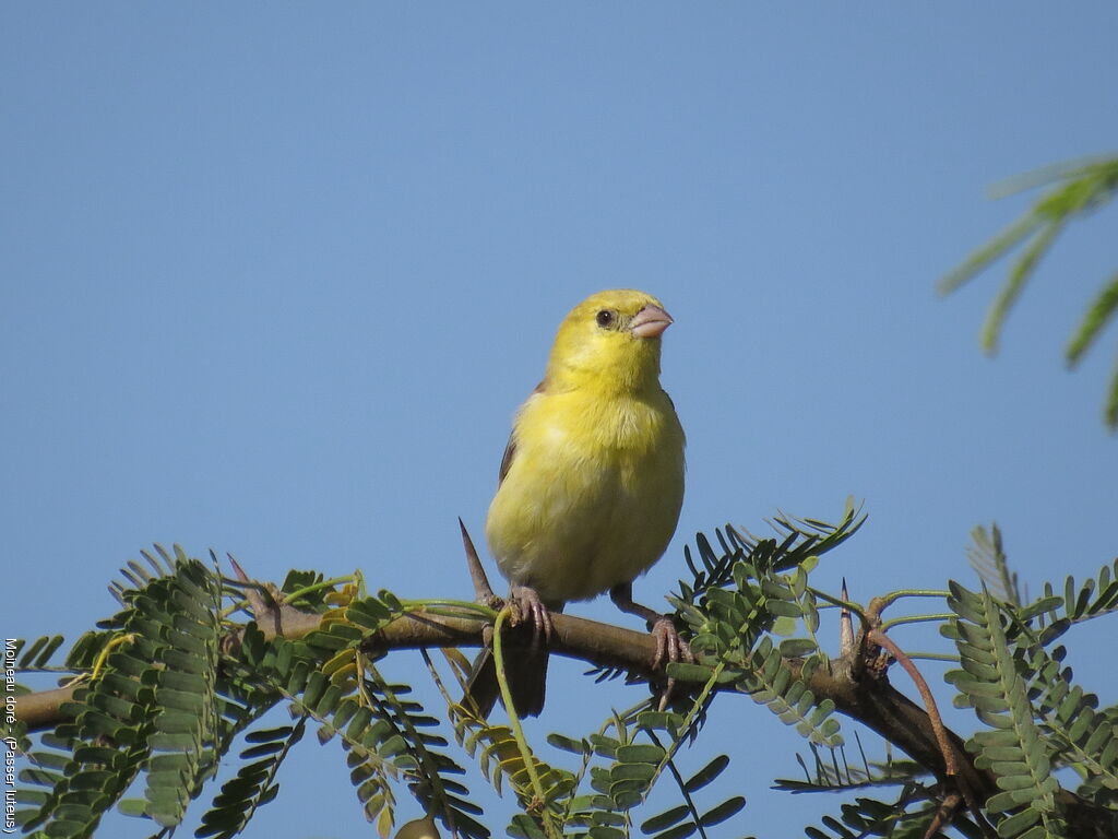 Moineau doré mâle