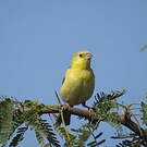Moineau doré