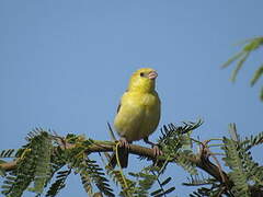 Sudan Golden Sparrow