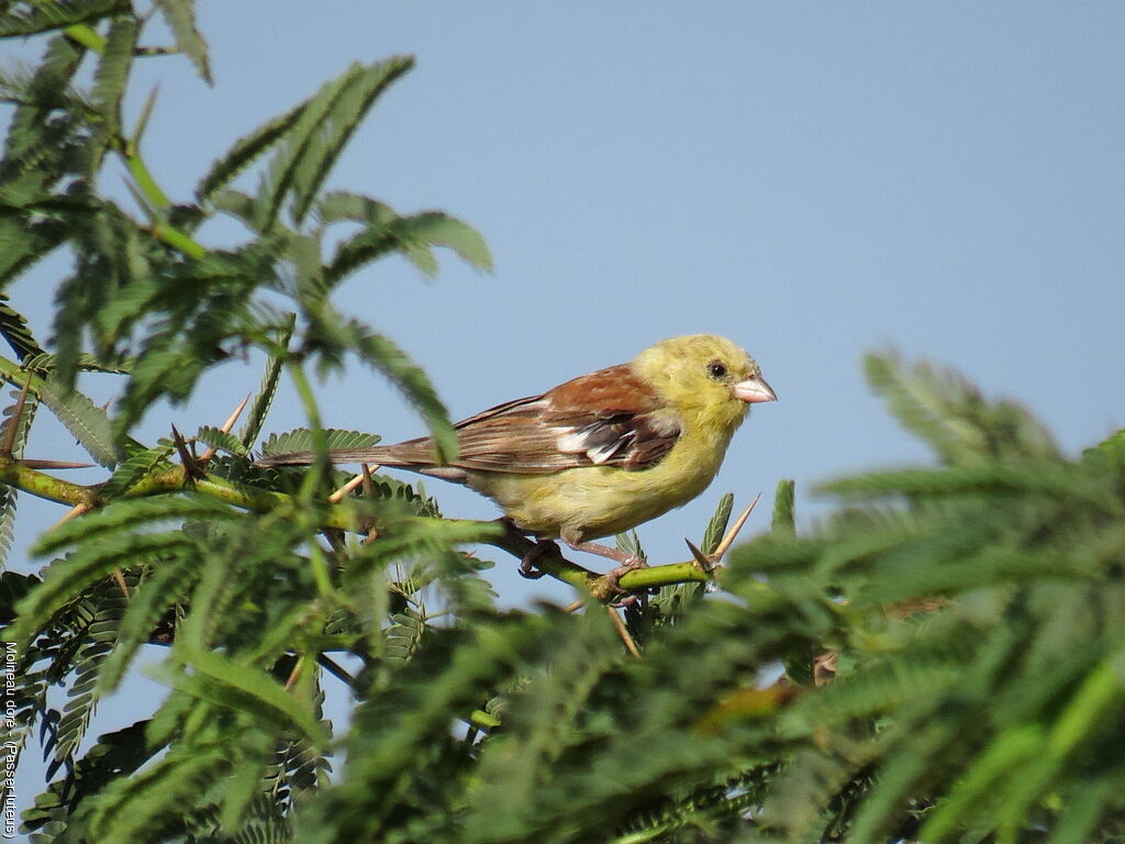 Moineau doré mâle