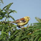 Moineau doré