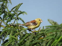 Sudan Golden Sparrow