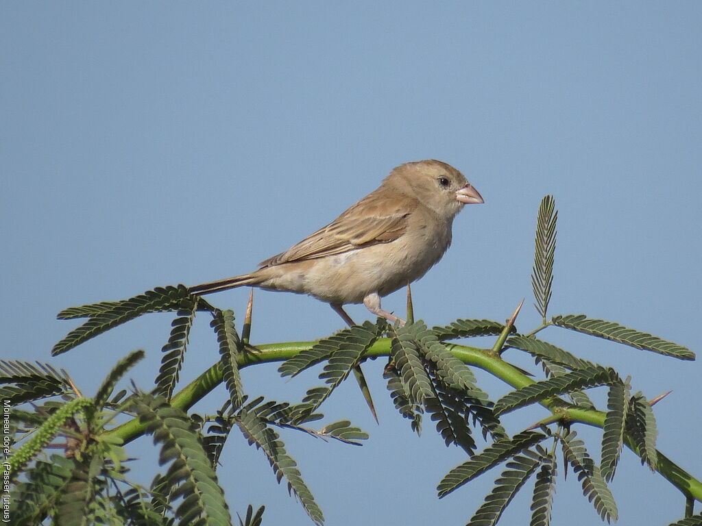 Moineau doré femelle