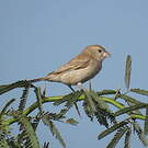 Moineau doré