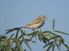 Moineau doré