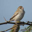 Moineau doré
