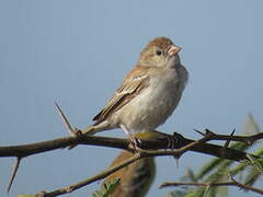 Moineau doré