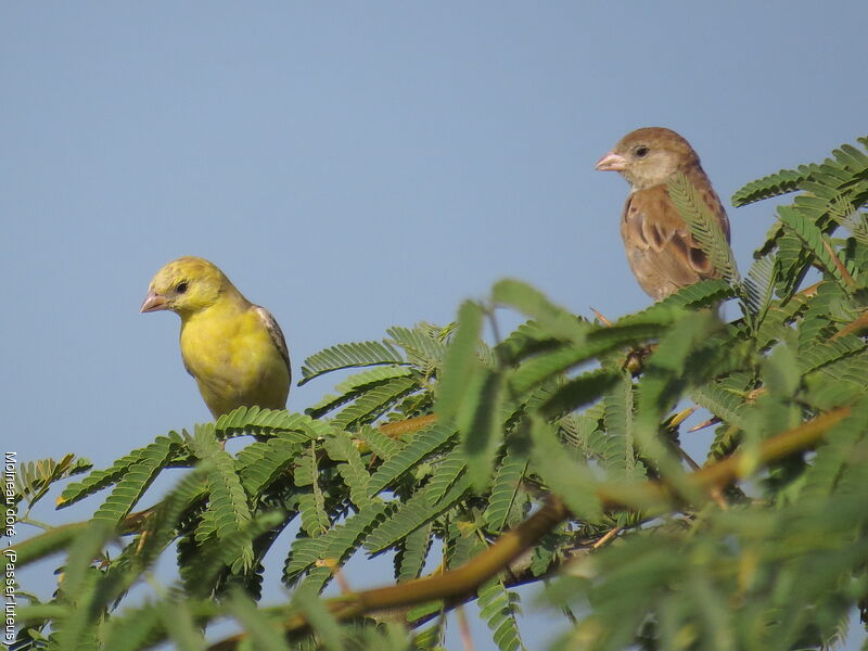 Sudan Golden Sparrowadult