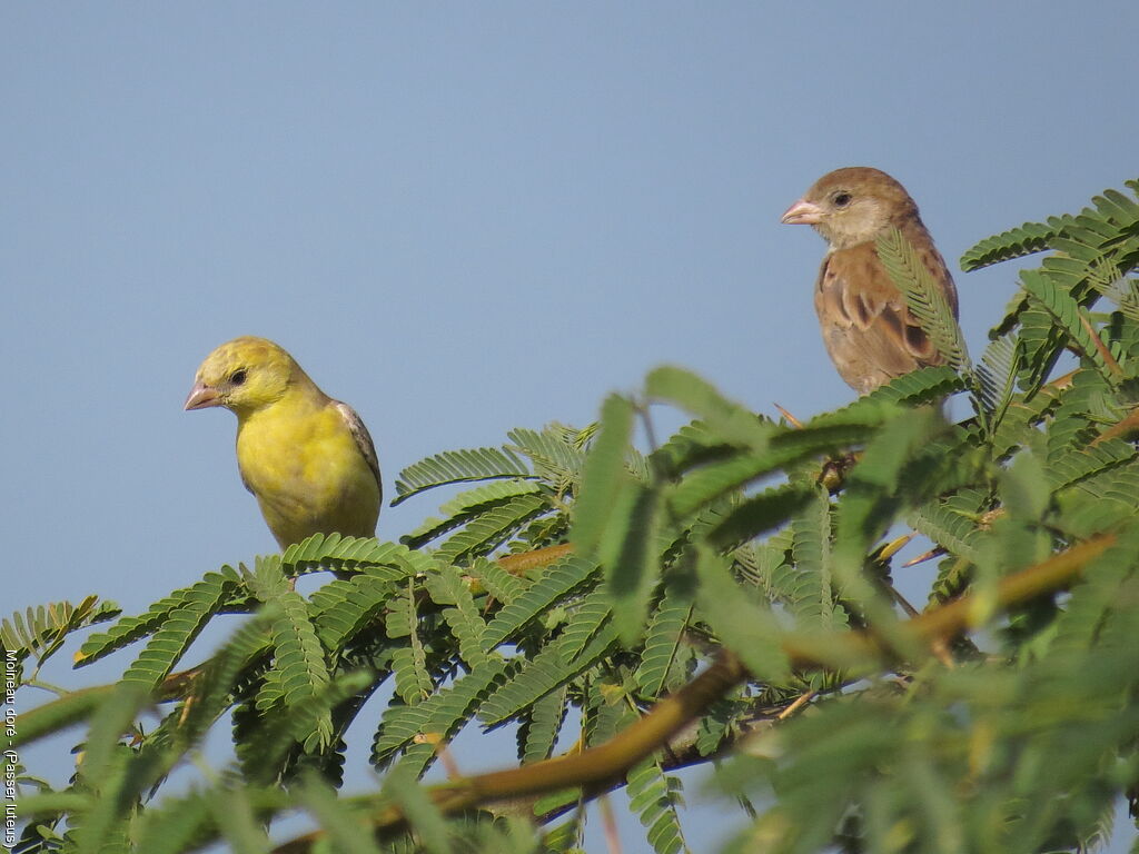 Moineau doréadulte