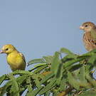Moineau doré