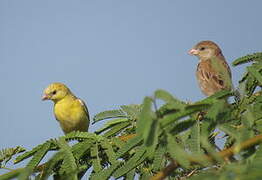 Sudan Golden Sparrow