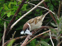 Eurasian Tree Sparrow