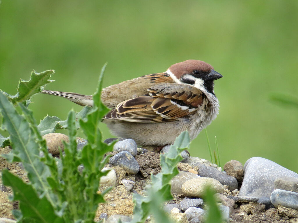 Eurasian Tree Sparrow