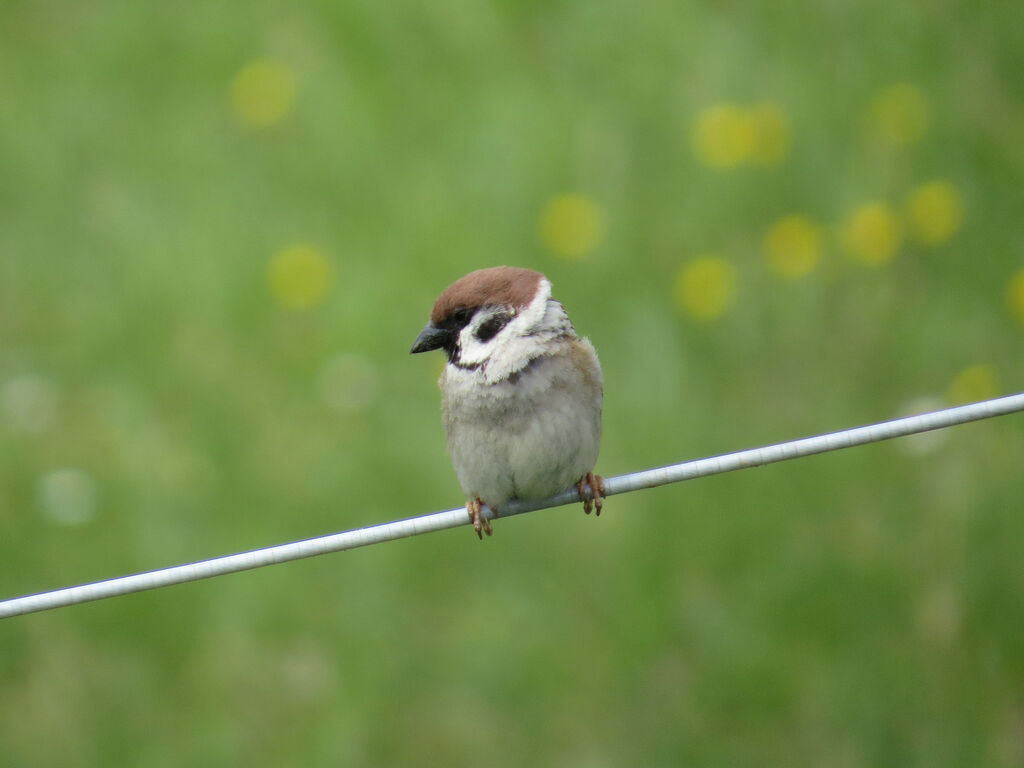 Eurasian Tree Sparrow