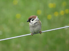 Eurasian Tree Sparrow