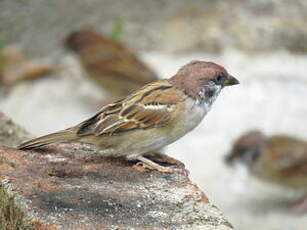 Moineau friquet