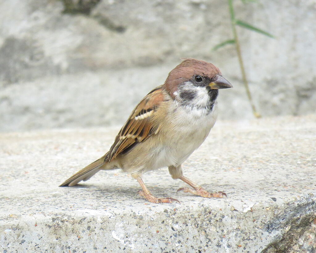 Eurasian Tree Sparrow