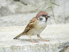 Eurasian Tree Sparrow