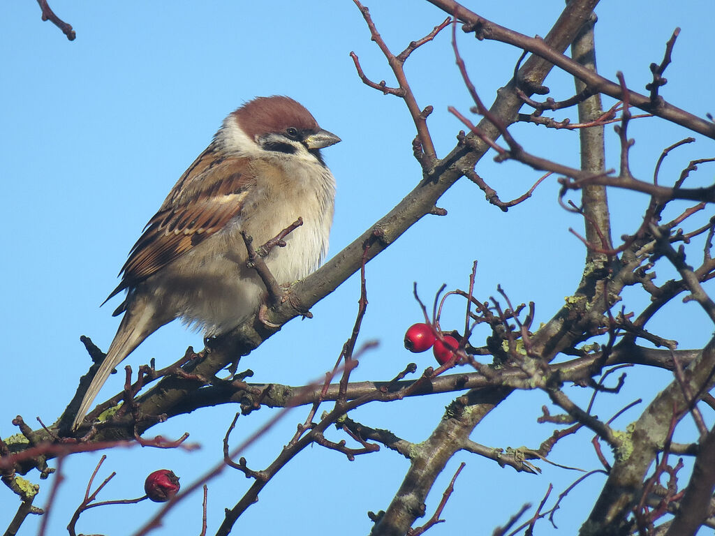 Eurasian Tree Sparrow