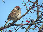 Moineau friquet