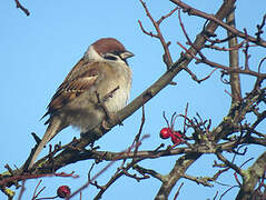 Eurasian Tree Sparrow