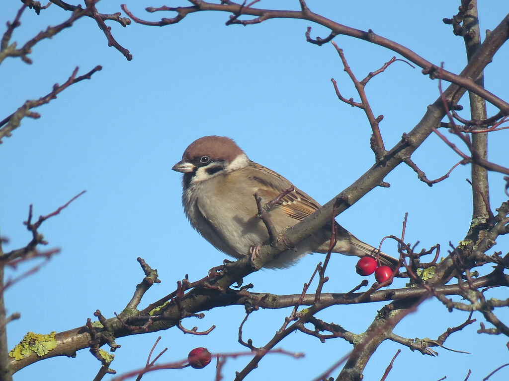 Eurasian Tree Sparrow