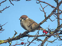 Moineau friquet