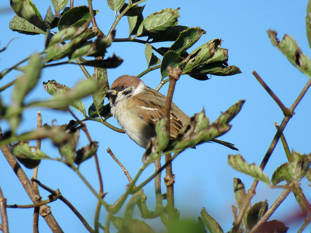 Eurasian Tree Sparrow