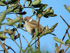 Eurasian Tree Sparrow