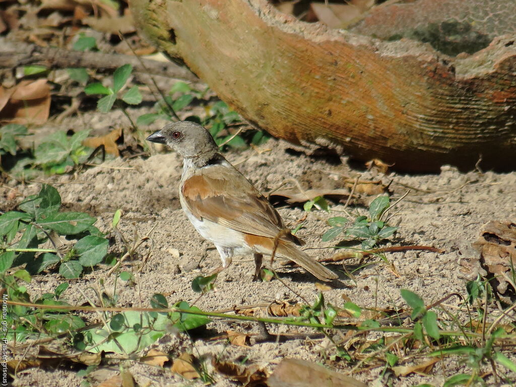 Northern Grey-headed Sparrow