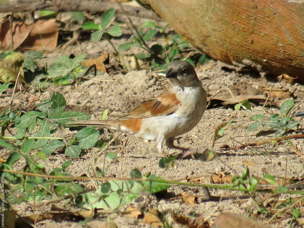 Northern Grey-headed Sparrow