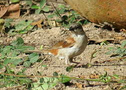 Northern Grey-headed Sparrow