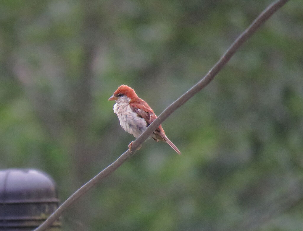 Russet Sparrow