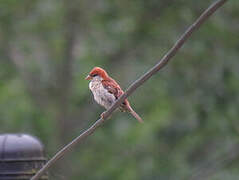 Russet Sparrow