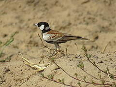 Chestnut-backed Sparrow-Lark