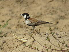 Chestnut-backed Sparrow-Lark