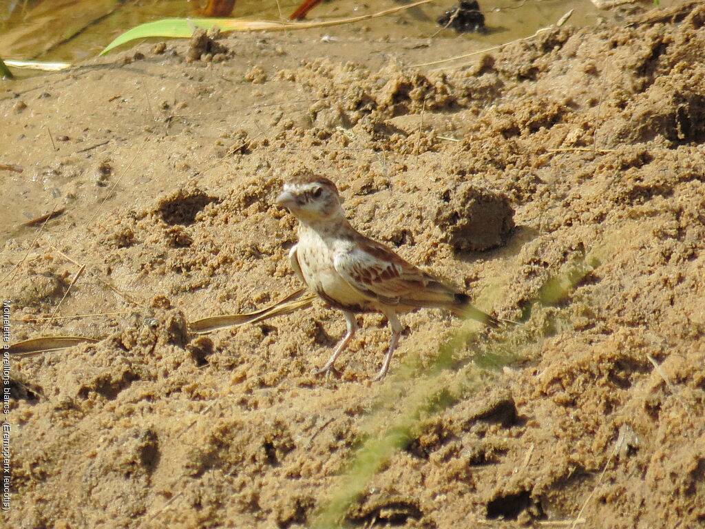 Chestnut-backed Sparrow-Lark female