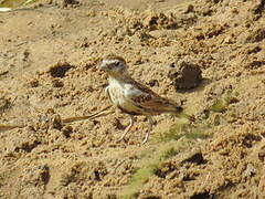 Chestnut-backed Sparrow-Lark