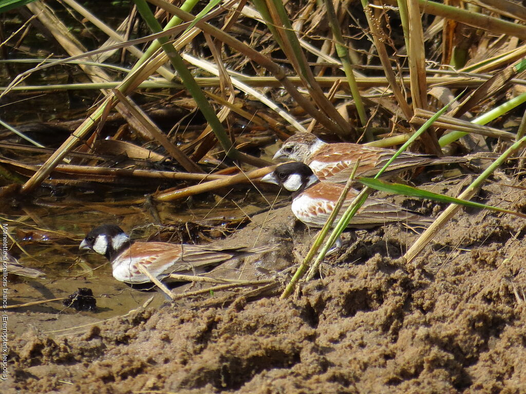 Moinelette à oreillons blancs