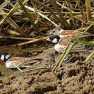 Moinelette à oreillons blancs