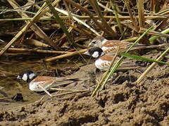 Chestnut-backed Sparrow-Lark